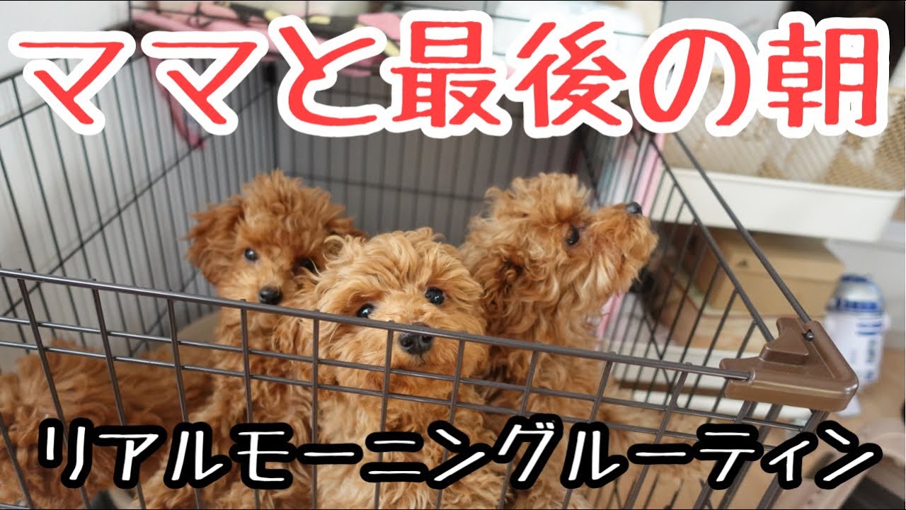モーニングルーティン犬】巣立ち前日のトイプー子犬とママと赤ちゃんの