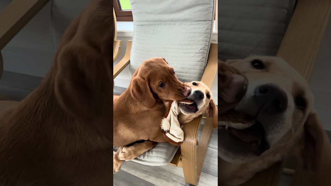 When you mistake the toy for the face and hope no one notices 🫣😅 