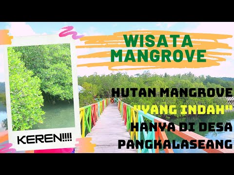 Video: Mangrove adalah ciptaan alam yang unik