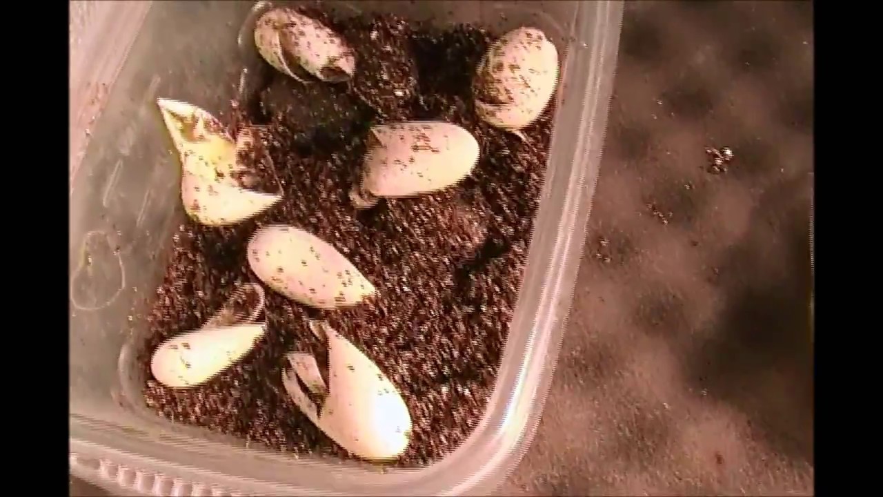 Zoo Med Reptibator Review