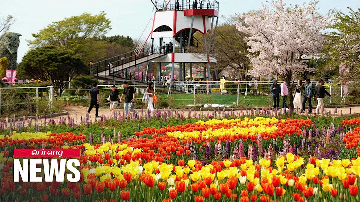 2024 Taean Tulip Festival blossoms with over 2 million tulips - DayDayNews