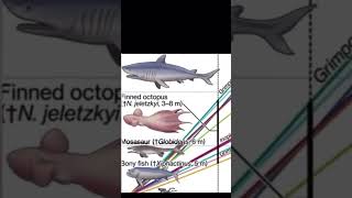 Finned Octopus discovered 2008 #sea #earth #science #wisdom #youtubeshorts #explore #sciencefacts