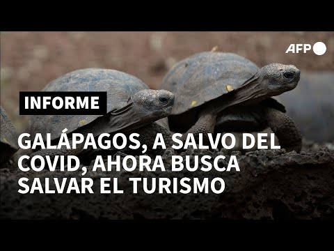 Galápagos, a salvo del covid pero con el turismo y la ciencia en pausa | AFP