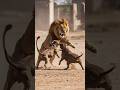 Can 2 Pitbulls Defeat A Lion Inside Your House Can 2 Pitbulls Defeat A Lion Inside Your House