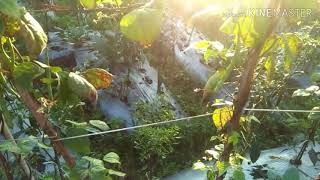 Pancuran Cintacovervocayah Puspitapuspa