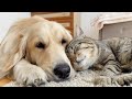 Golden retriever and cat attacked by sweet sleep cutest ever