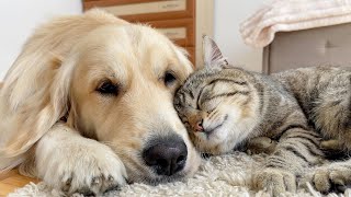Golden Retriever and Cat Attacked by Sweet Sleep [Cutest Ever!!] by Buddy 41,324 views 12 days ago 1 minute, 40 seconds