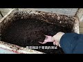 测试热堆肥的成品能不能成功育苗，经过测试说明热堆肥成品可以直接用来养花种菜#自制堆肥 #三农 #阳台种菜 #阳台种植