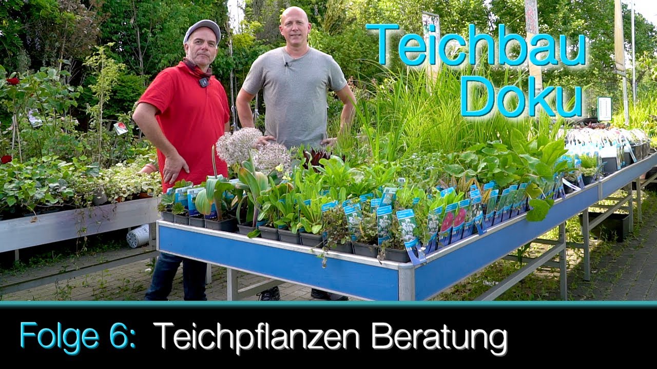 Teichbau Doku Folge 6 Teichpflanzen Beratung YouTube