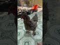 Chicken Brahma #pets