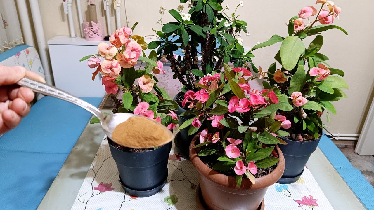 📢 DİKKAT ‼️ DİKENLER TACI ÇILDIRDI 💯 İNANILMAZ Bir şekilde çiçek açmaya başladı 💯 Çiçek bakımı 🌸