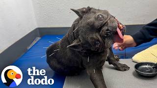 chasing squirrels helped this paralyzed frenchie walk again
