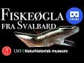 VR180 Naturhistorisk Museum - Fiskeøgla fra Svalbard (in Norwegian)