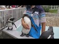 甘えん坊のペンギン(The pampered penguin)