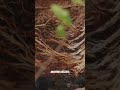 Rhizosphere Interactions on Soil Carbon Cycle under Stress Environments #soil #researchers #farming