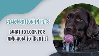 Dehydration in Pets: What to Look for and How to Treat It by Ask Dr. Sammy 66 views 10 months ago 1 minute, 36 seconds
