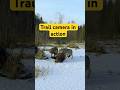 A pack of wolves and a wild boar got caught in a trail camera #wolves #wolf #animals