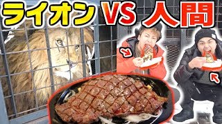 ライオンに２kgのステーキ早食いは”人間は何人”いれば勝てるのか！？【EATING CONTEST】How many human CAN win a LION!?
