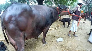 गाय भैंस वाला मेला ! माझवारी पशु मेला से दुधारू भैंस देखिए | Bhains ki Mandi |Buffalo Mandi in Bihar