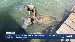 Pinellas Deputies rescue Manatee affected by red tide