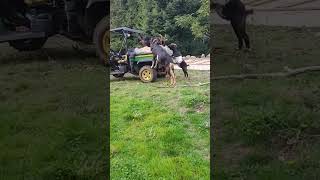 Farm Cart Buffet #goat #lilypads
