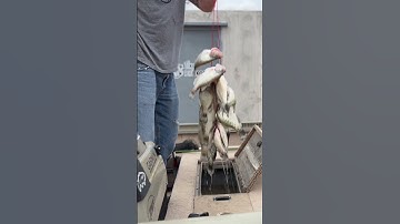 Crappie Spawn Eufaula #shorts #livescope #crappie