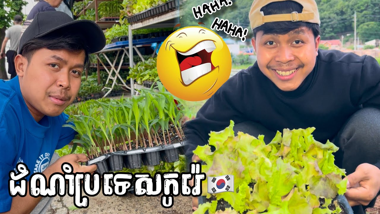 មុនដាំ បេះភ្លក់សិន🔥😂ពូចិត្រFunny