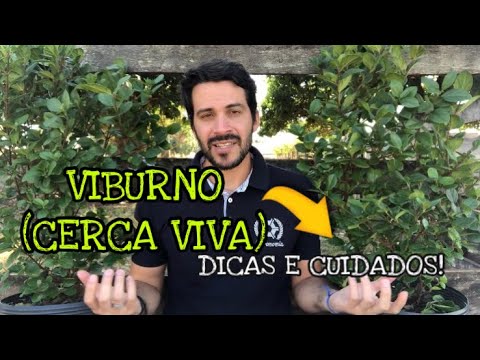 Vídeo: Como Manter O Viburno