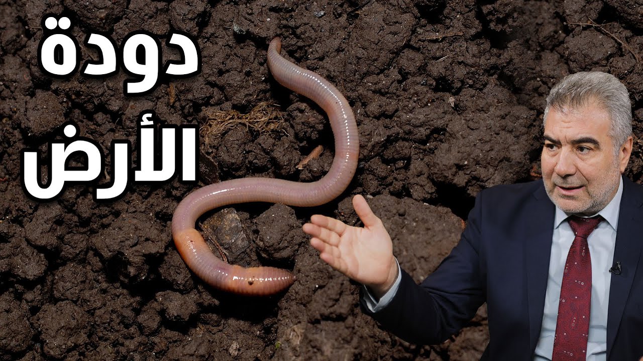 حقائق لا تصدق عن دودة الأرض.. ماذا يحدث إذا اختفت دودة الأرض؟ - YouTube