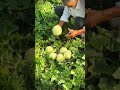 Smart village farmers produce high-value white melons #shorts  #harvest #farming