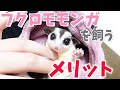 【飼い方】フクロモモンガのおすすめポイントを紹介します！！