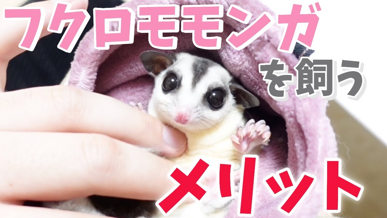 【飼い方】フクロモモンガのおすすめポイントを紹介します！！