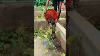 Download Lagu #budidayabelut #pertanian #carabudidayabelut MP3