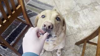 Sound Exercise with Cooper & Sadie