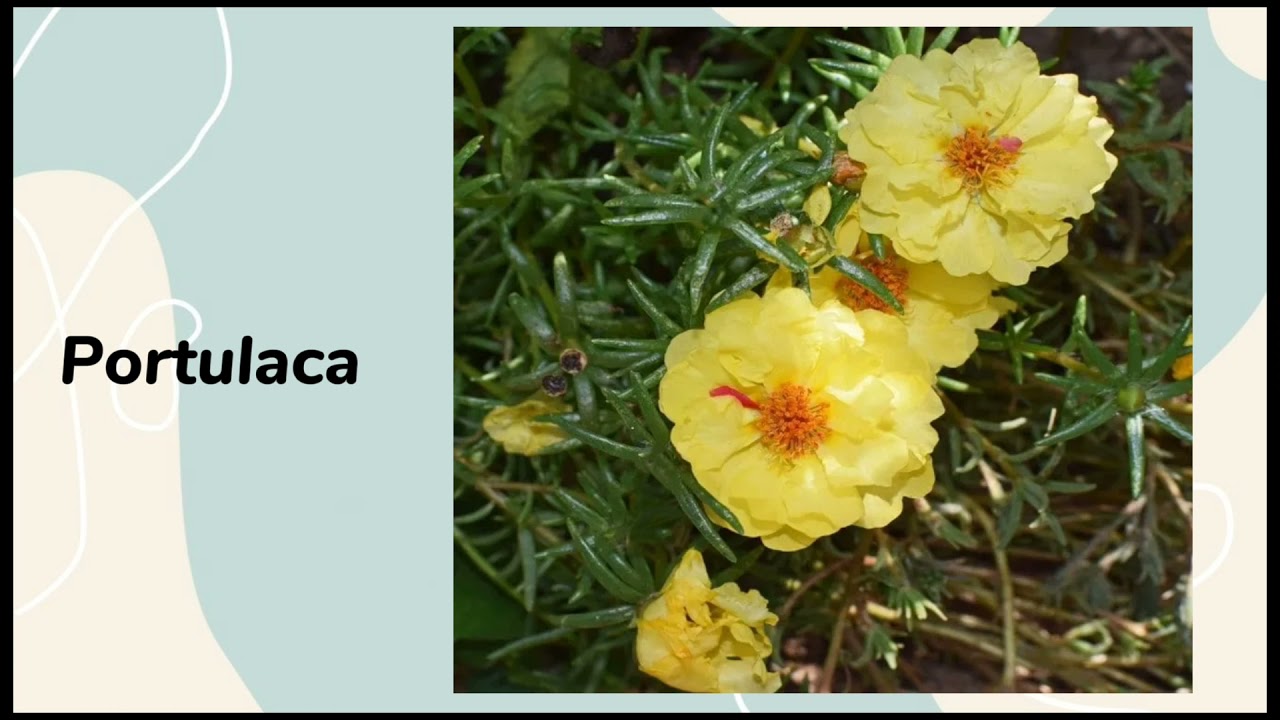 Amazing Beautiful Yellow Flowers