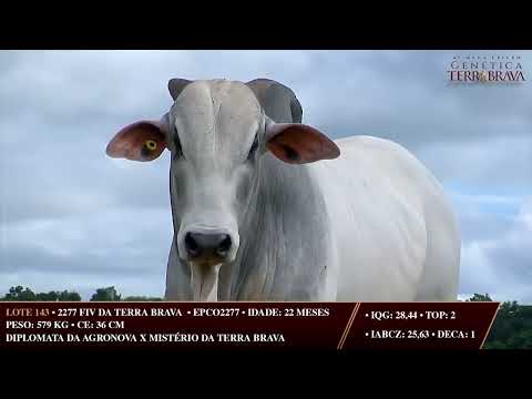 LOTE 143   EPCO 2277