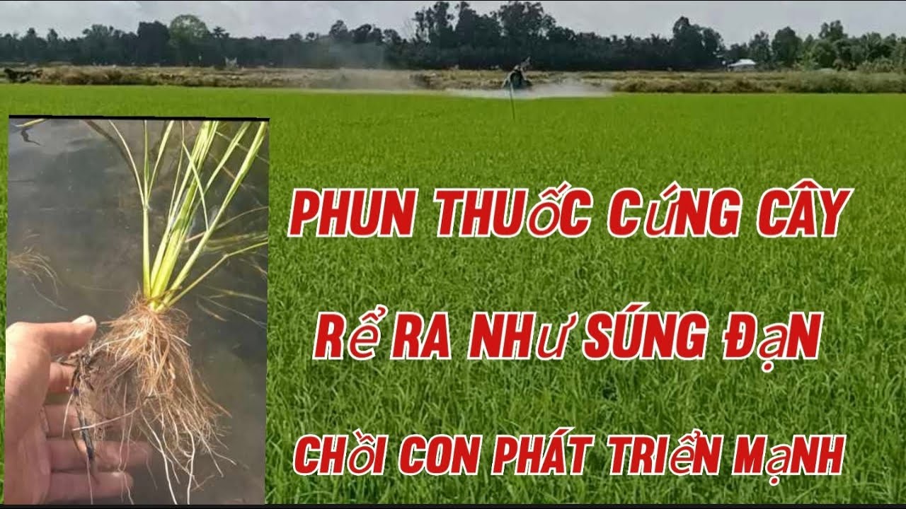 Phun thuốc cứng cây lần 1 giúp lá lúa thẳng đứng rể ra cực mạnh chồi ...