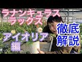 【園芸のぶチャンネル】ラックス徹底解説〜アイオリア編【ガーデニング】【農業】【ラナンキュラス】【ムーサ】