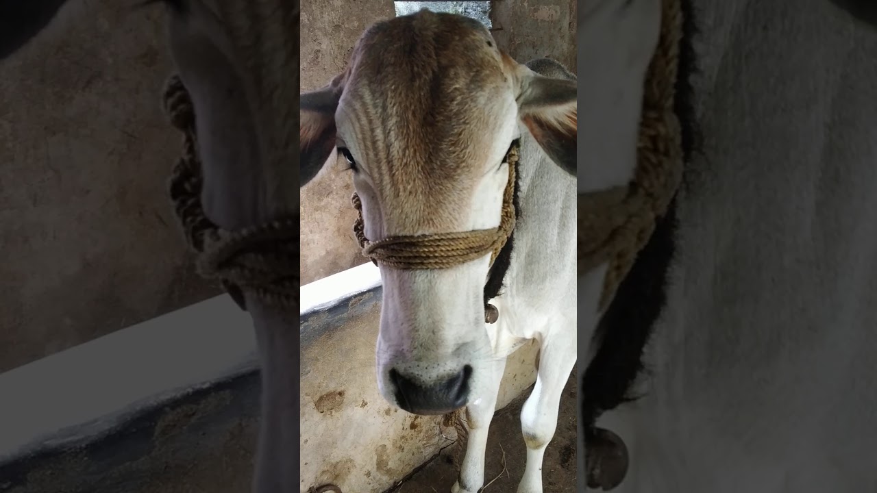 Pure Ongole breed calf available