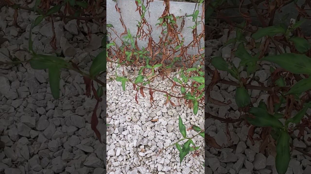 les amplitudes thermique