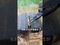 銃なしでも弾丸だけで非常に危険な理由