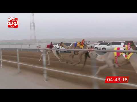 الشوط 2 الظبي لـ حمد سعيد سيف الدرعي 6 25 84 شارة الديوان 2023 9 30 لقايا الرقيعات