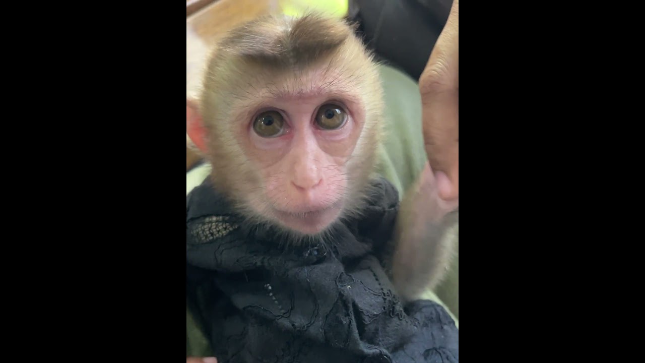 The Adorable Baby so Comfort sleeping In The small Hand Made Hammock