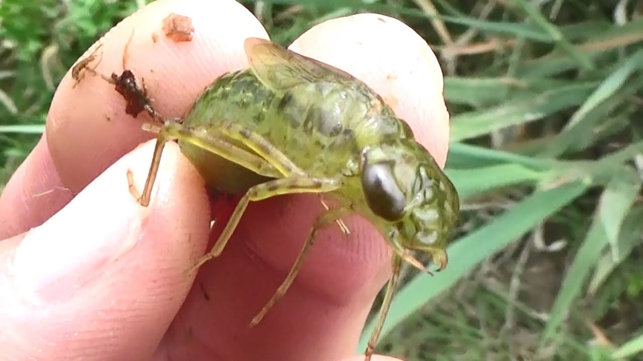 日本の用水路でガサガサ タイコウチ ヤゴ 巨大ザリガニ ウグイ モツゴ ドジョウ 巨大オタマジャクシなど Aquatic Organisms Of Japan Youtube