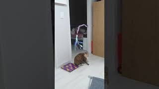 고양이낚시대놀이