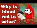 Why is blood red in color  aumsum kids science education children