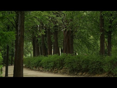 아름다운 정원의 비오는 날 풍경, 양평 세미원.
