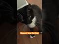 Respect Your Cat Day
