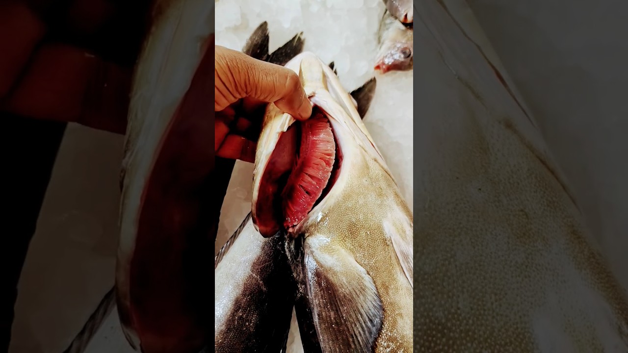 Motha (cobia)(Black kingfish) ഇതാണ്