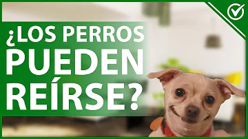 ¿Cómo se ríen los perros?